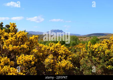 Gorse at the start of the walk to Ben Mor Coigach, an fab ridge near Ullapool, hikers, walkers, views of Summer Isles Stock Photo