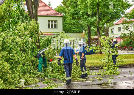 Berlin, Germany - June 12, 2019: An uprooted tree lying on a major road in Berlin, Germany, after a heavy storm. Firefighters are cutting it to clear Stock Photo