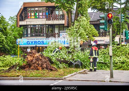 Berlin, Germany - June 12, 2019: An uprooted tree lying on a major road in Berlin, Germany, after a heavy storm. Firefighters are cutting it to clear Stock Photo