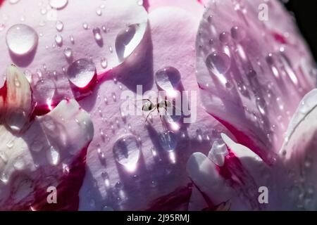 An ant walking on a peony with drops after the rain, in spring Stock Photo