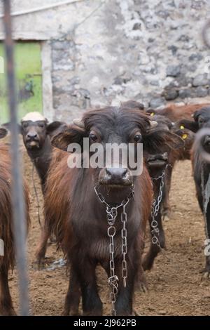 Detailed closeup of small water buffalo. Water buffalos inside their barn. Water buffalo is looking at you. Water buffalos are domesticated animals. Stock Photo