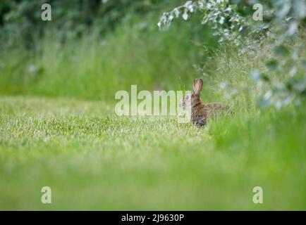 Milford Golf Course, Godalming. 20th May 2022. Sunny intervals across the Home Counties this evening. Rabbits grazing on the fairway of Milford Golf Course in Godalming in Surrey. Credit: james jagger/Alamy Live News Stock Photo