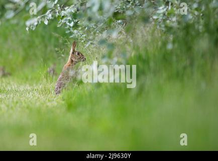 Milford Golf Course, Godalming. 20th May 2022. Sunny intervals across the Home Counties this evening. Rabbits grazing on the fairway of Milford Golf Course in Godalming in Surrey. Credit: james jagger/Alamy Live News Stock Photo