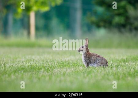 Milford Golf Course, Godalming. 20th May 2022. Sunny intervals across the Home Counties this evening. Rabbits grazing on the fairway of Milford Golf Course in Godalming in Surrey. Credit: james jagger/Alamy Live News Stock Photo