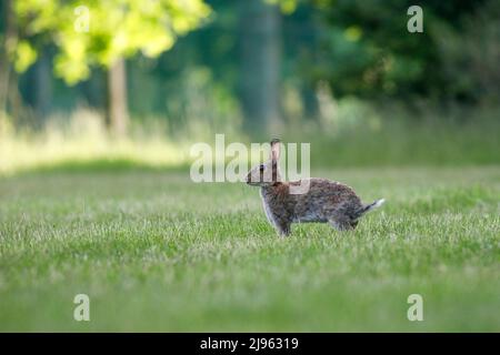 Milford Golf Course, Godalming. 20th May 2022. Sunny intervals across the Home Counties this evening. Rabbits grazing on the fairway of Milford Golf Course in Godalming in Surrey. Credit: james jagger/Alamy Live News Stock Photo