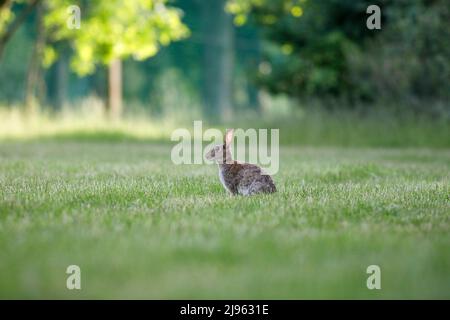 Milford Golf Course, Godalming. 20th May 2022. Sunny intervals across the Home Counties this evening. Rabbits grazing on the fairway of Milford Golf Course in Godalming in Surrey. Credit: james jagger/Alamy Live News Stock Photo