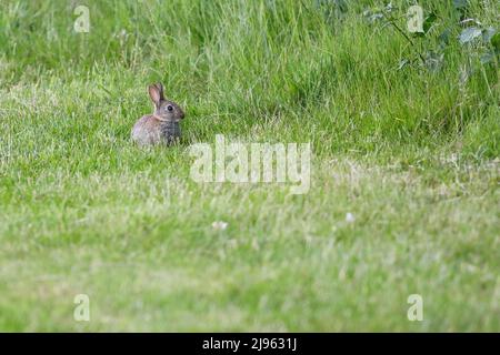 Milford Golf Course, Godalming. 20th May 2022. Sunny intervals across the Home Counties this evening. Rabbits grazing on the fairway of Milford Golf Course in Godalming in Surrey. Credit: james jagger/Alamy Live News Stock Photo