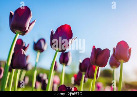 Low angle of close up of black purple tulips Queen of night in spring garden. Dark flowers on blue sky background Stock Photo