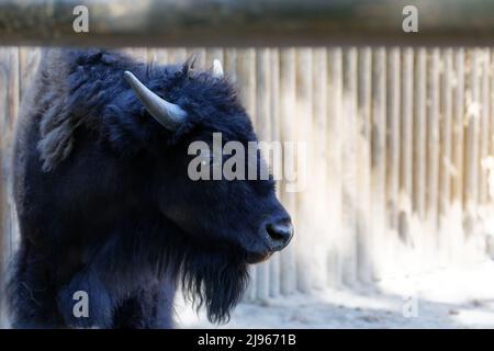 A young shaggy black fur sad bison in the zoo close-up head shot Stock Photo