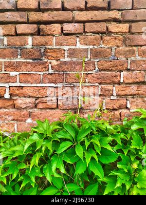Old cracked red brick wall texture with grape leaves at the bottom. Front view Stock Photo