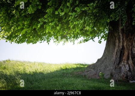Old linden tree on summer meadow. Large tree crown with lush green foliage and thick trunk glowing by sunset light. Landscape photography Stock Photo
