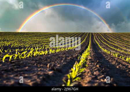 Green corn rows and waves of the agricultural fields of Ukraine. Cloudy sky and rainbow on background. Agricultural background Stock Photo