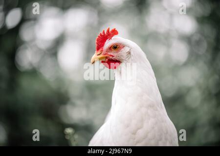 Free range white chicken leghorn breed in summer garden Stock Photo