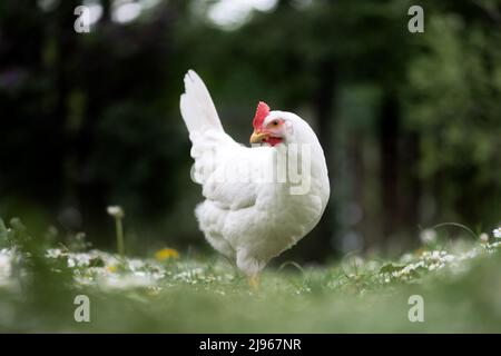 Free range white chicken leghorn breed in summer garden Stock Photo