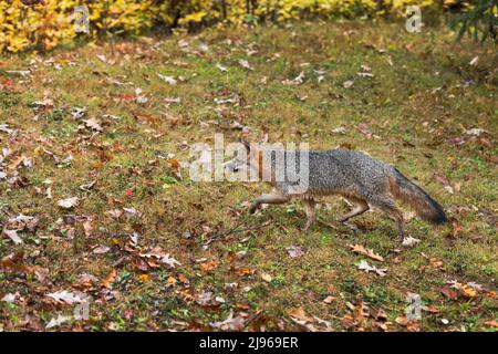 Grey Fox (Urocyon cinereoargenteus) Trots Left Autumn - captive animal Stock Photo