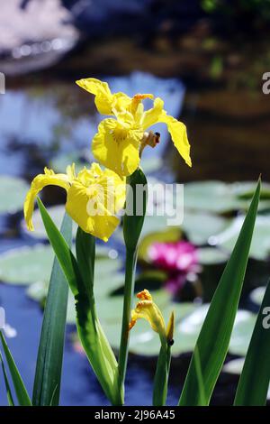 SumpfSchwertlilie (Iris pseudacorus) auch Gelbe Schwertlilie und