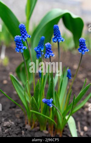 Grape hyacinth photographed close up on a flowerbed. Stock Photo