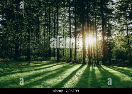Beautiful sunset behind tree in the forest Stock Photo