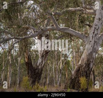 A stand of giant Australian River Red Gum (Eucalyptus camaldulensis) trees at Reedy Lake near Nagambie, Victoria, Australia Stock Photo