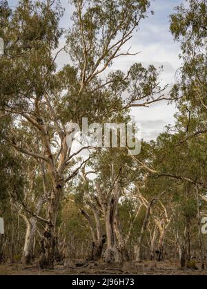 A stand of tall Australian River Red Gum (Eucalyptus camaldulensis) trees at Reedy Lake, Bailieston near Nagambie, Victoria, Australia Stock Photo