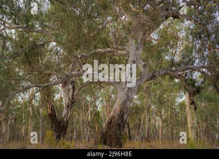 Majestic Australian River Red Gum (Eucalyptus camaldulensis) trees at Reedy Lake near Nagambie, Victoria, Australia Stock Photo