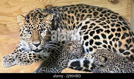 St. Louis, USA. 20th May, 2022. The Saint Louis Zoo has released photos of two critically endangered Amur leopard cubs on May 20, 2022 that were born at the Saint Louis Zoo in St. Louis on April 21, 2022. The females are the first cubs born at the Zoo since 2010 and their births are a significant contribution to the population of Amur leopards in North American zoos. This species is considered one of the most endangered cats in the world. Photo by Saint Louis Zoo/UPI Credit: UPI/Alamy Live News Stock Photo