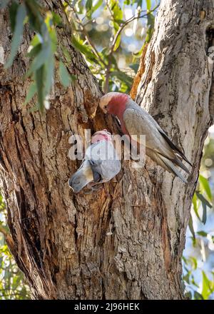 A male and female galah (Eolophus roseicapilla) perch on a eucalyptus tree to inspect a nesting hollow. Also called pink and grey cockatoos. Stock Photo