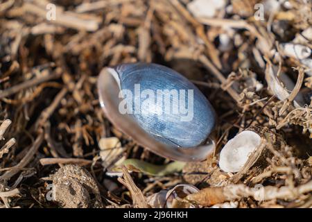 Close up of a beautiful blue seashell in the wrack line of a beach in Port Phillip Bay, Victoria, Australia Stock Photo