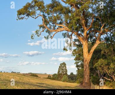 Swirling patterned bark of a eucalyptus tree in the sunlight just after sunrise, outside Kangaroo Ground cemetery in Victoria, Australia Stock Photo