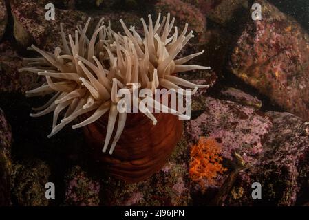 Urticina piscivora, the fish-eating anemone sits on some rocks underwater in the Pacific ocean in Monterey Bay, California, USA, North America. Stock Photo