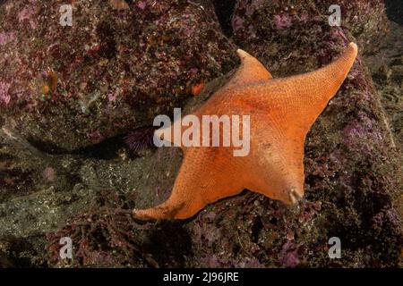 A bat star (Patiria miniata) on the Pacific ocean's floor in Monterey Bay, California, North America. Stock Photo