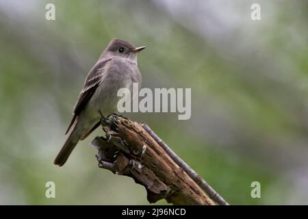 Western Wood-pewee, (Contopus sordidulus), perched on a branch, British Colombia, Canada. Stock Photo