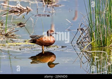 Cinnamon Teal (Spatula cyanoptera), male standing in shallow water, British Colombia, Canada. Stock Photo