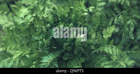 The green foliage of the plant. Plant background. Stock Photo
