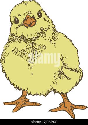 Vector illustration of cute little chick. Hand drawn chick colored and depicted by a line. Stock Vector