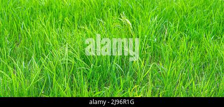 Green juicy grass in the sunlight. Meadow grass. Stock Photo