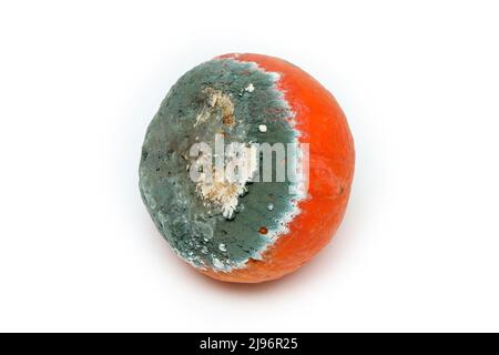 A picture of a rotten pumpkin isolated on a white background. Stock Photo