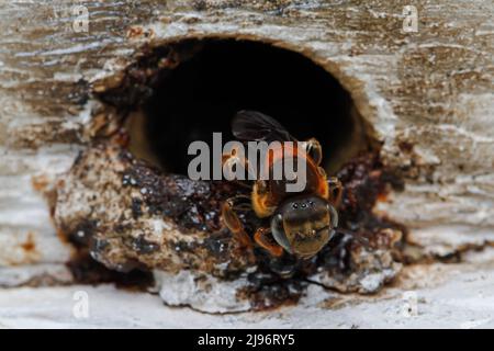 Stingless bee (Meliponula boncandei) seen at the National beekeeping institute. World Bee day is celebrated on 20th May annually. Kenyan beekeepers, researchers, training institutes, bee farming product sellers, and advocacy organizations are meeting in Nakuru, Kenya to mark the world bee day and sensitize the nation and the world at large about the importance of bees in our ecosystem. The theme for 2022 is 'Bee Engaged: Celebrating the diversity of bees and beekeeping systems'. Beekeeping is a widespread and global activity, with millions of beekeepers depending on bees for their livelihoods Stock Photo