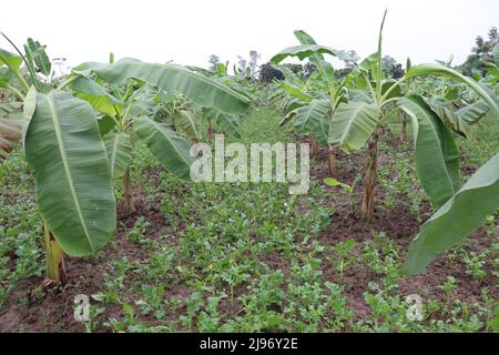 banana tree stock on farm for harvest and sell Stock Photo