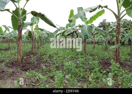 banana tree stock on farm for harvest and sell Stock Photo