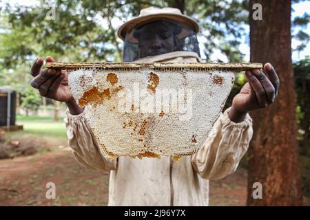 May 18, 2022, Nairobi, Kenya: An instructor at the National beekeeping institute inspects a honeycomb. The institute plays a big role in training beekeepers and interest groups in bees conservation. World Bee day is celebrated on 20th May annually. Kenyan beekeepers, researchers, training institutes, bee farming product sellers, and advocacy organizations are meeting in Nakuru, Kenya to mark the world bee day and sensitize the nation and the world at large about the importance of bees in our ecosystem. The theme for 2022 is ''Bee Engaged: Celebrating the diversity of bees and beekeeping syste Stock Photo