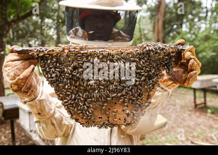 May 18, 2022, Nairobi, Kenya: An instructor at the National beekeeping institute inspects a bee brood. The institute plays a big role in training beekeepers and interested groups in bees conservation. World Bee day is celebrated on 20th May annually. Kenyan beekeepers, researchers, training institutes, bee farming product sellers, and advocacy organizations are meeting in Nakuru, Kenya to mark the world bee day and sensitize the nation and the world at large about the importance of bees in our ecosystem. The theme for 2022 is ''Bee Engaged: Celebrating the diversity of bees and beekeeping sys Stock Photo