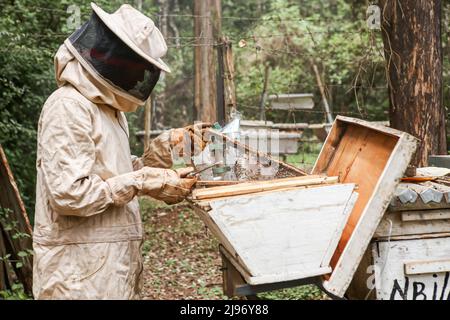 May 18, 2022, Nairobi, Kenya: An instructor at the National beekeeping institute inspects a bee brood. The institute plays a big role in training beekeepers and interested groups in bees conservation. World Bee day is celebrated on 20th May annually. Kenyan beekeepers, researchers, training institutes, bee farming product sellers, and advocacy organizations are meeting in Nakuru, Kenya to mark the world bee day and sensitize the nation and the world at large about the importance of bees in our ecosystem. The theme for 2022 is ''Bee Engaged: Celebrating the diversity of bees and beekeeping sys Stock Photo