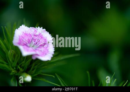 Dianthus chinensis (China Pink) flower on nature green background. Flower Macro photography of Dianthus chinensis (China Pink) Stock Photo