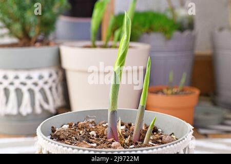Hosta garden plant with new shoots growing out of pot in spring Stock Photo