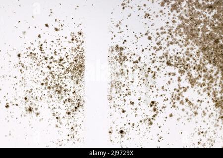 Fungal mold growing on white room wall Stock Photo
