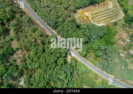 Aerial view of a road through a holm oak forest, zenithal shot Stock Photo