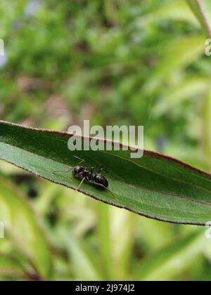 An ant crawls on a green long leaf close-up. The background is blurry Stock Photo