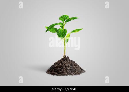 Artificial plant grows from natural soil. The leafs are made of electronic printed circuit boards. The concept of using technology in agriculture Stock Photo