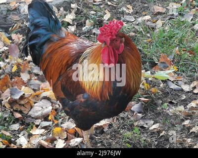 Poultry: a beautiful rooster with bright plumage on an autumn lawn with fallen leaves. Presented in close-up. Stock Photo